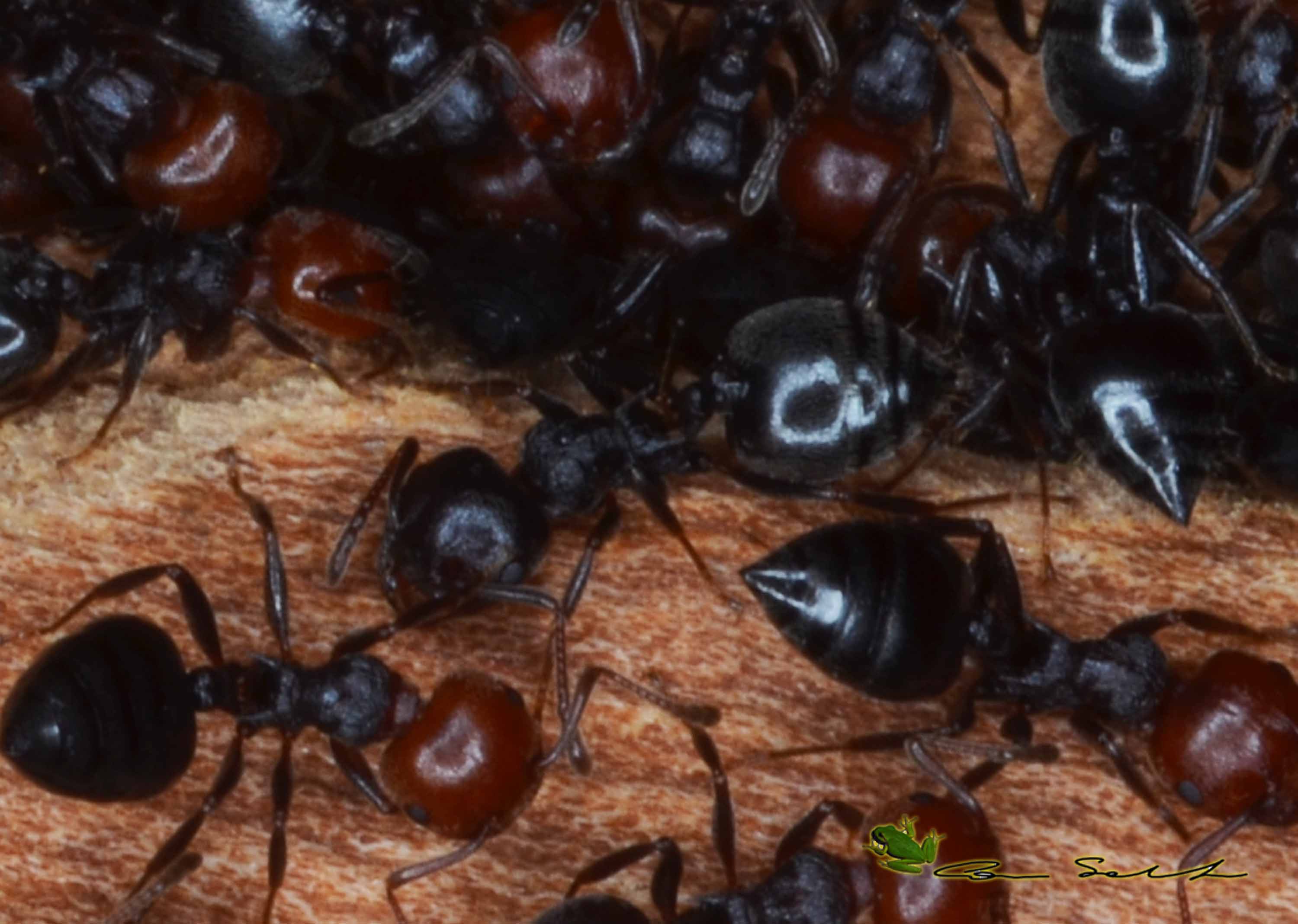 Crematogaster scutellaris con individuo dalla testa nera